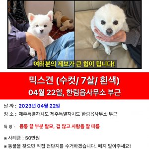 강아지를 찾습니다 강아지 전단지