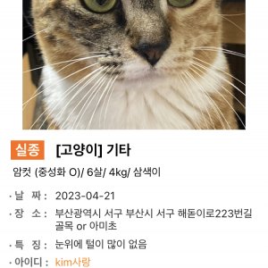 강아지 실종 기타견종 부산광역시 서구