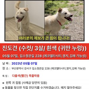 강아지 실종 진돗개 부산광역시 강서구