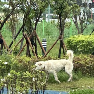 강아지를 찾습니다 진돗개 부산광역시 강서구