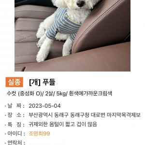 강아지 실종 푸들 부산광역시 동래구