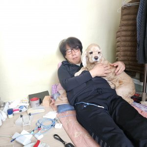 강아지 실종 아메리칸코커스패니얼 경기도 고양시 일산서구