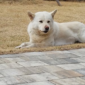 강아지를 찾습니다 믹스견 경기도 화성시