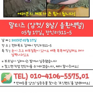 강아지를 찾습니다 말티즈 전라북도 김제시