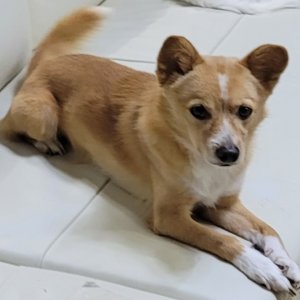 강아지를 찾습니다 강아지 전단지
