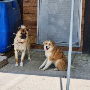 강아지 주인을 찾습니다 기타견종 전라북도 남원시