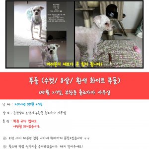 강아지를 찾습니다 푸들/미디엄푸들 충청남도 논산시