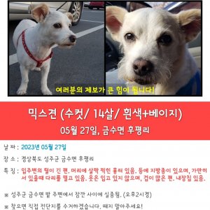 강아지 실종 믹스견 경상북도 성주군