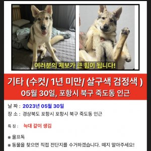 강아지 실종 기타견종 경상북도 포항시 북구