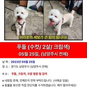 강아지를 찾습니다 푸들/미디엄푸들 경기도 남양주시