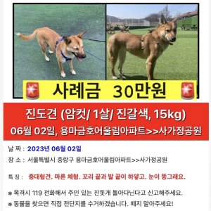 강아지를 찾습니다 진돗개 서울특별시 중랑구