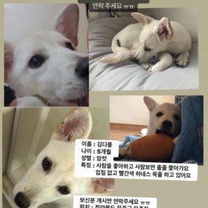 강아지를 찾습니다 기타견종 전라북도 무주군