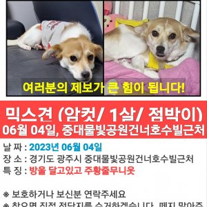 강아지를 찾습니다 강아지 전단지