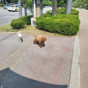 강아지 주인을 찾습니다 말티즈 강원도 춘천시