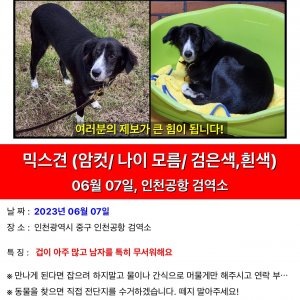 강아지를 찾습니다 강아지 전단지