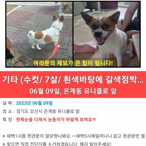 강아지 실종 기타견종 경기도 오산시