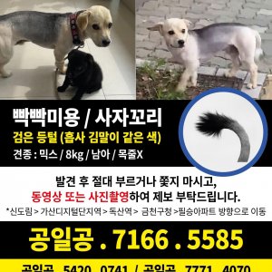강아지 실종 믹스견 서울특별시 금천구
