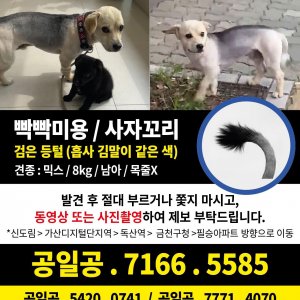 강아지를 찾습니다 강아지 전단지