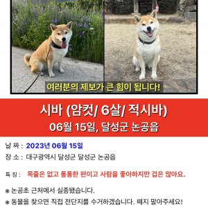 강아지 실종 시바 대구광역시 달성군