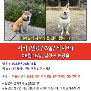 강아지를 찾습니다 시바 대구광역시 달성군