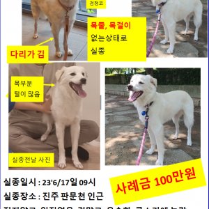 강아지 실종 보더콜리 경상남도 진주시