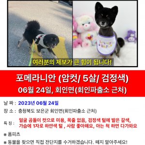 강아지를 찾습니다 강아지 전단지