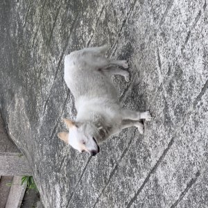 강아지 주인을 찾습니다 강아지 전단지