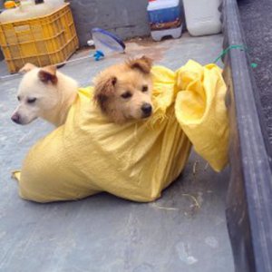 강아지 주인을 찾습니다 강아지 전단지