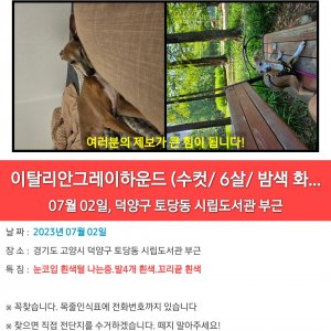 강아지 실종 그레이하운드 경기도 고양시 덕양구