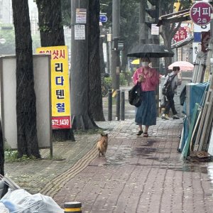 강아지 주인을 찾습니다 믹스견 경기도 부천시 소사구