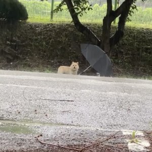 강아지 주인을 찾습니다 강아지 전단지