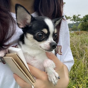 강아지 주인을 찾습니다 치와와 경상남도 창원시 성산구