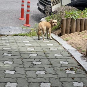 강아지 목격 시츄 경기도 구리시