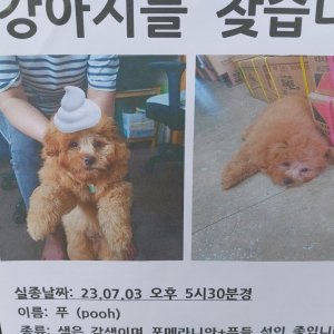 강아지 실종 포메라니언 경기도 이천시