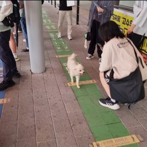 강아지 주인을 찾습니다 강아지 전단지