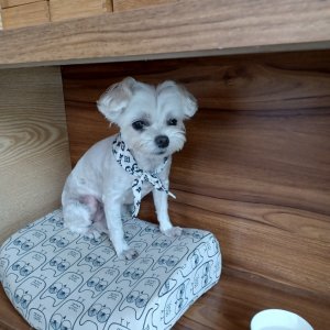 강아지 실종 말티즈 경기도 화성시