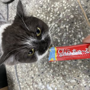 강아지 구조 기타견종 서울특별시 마포구