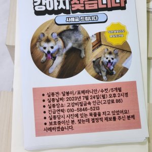 강아지를 찾습니다 강아지 전단지