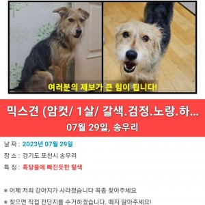 강아지 실종 믹스견 경기도 포천시