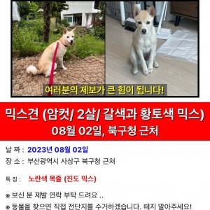 강아지를 찾습니다 믹스견 부산광역시 북구
