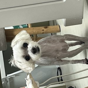 강아지 실종 말티즈 경상남도 함양군