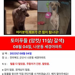 강아지 실종 푸들 전라북도 군산시