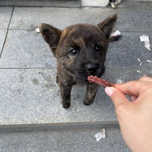 강아지 실종 차우차우 대전광역시 서구