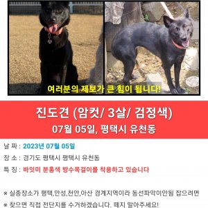 강아지를 찾습니다 강아지 전단지