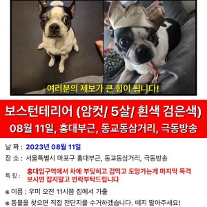 강아지 실종 보스턴테리어 서울특별시 마포구