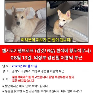 강아지 실종 웰시코기 경기도 의정부시