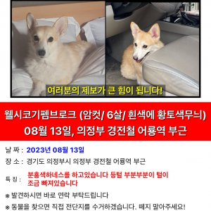 강아지를 찾습니다 강아지 전단지