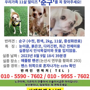 강아지 실종 말티즈 충청남도 논산시