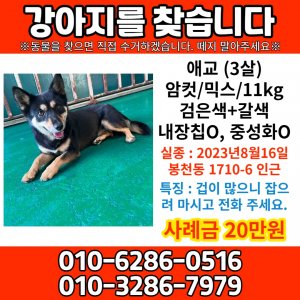 강아지 실종 진돗개 서울특별시 관악구