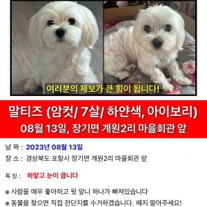 강아지를 찾습니다 강아지 전단지